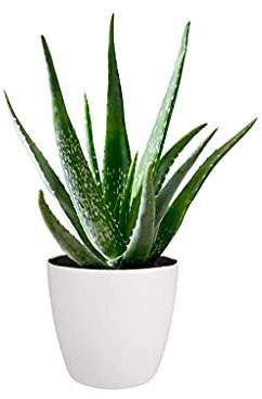 Carbeth Plants Aloe Vera Plant - Large Houseplant in Decorative White Pot - Healing Indoor Succulent for Home or Office