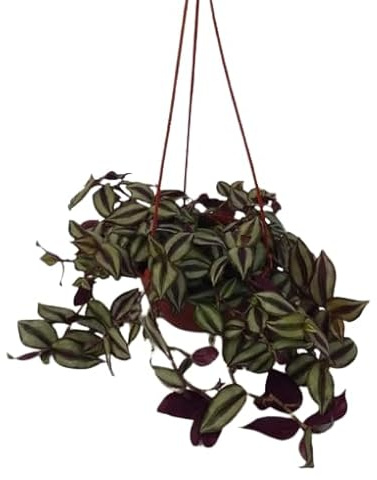 Tradescantia Zebrina Natural en Maceta Colgante Planta de Interior o Exterior