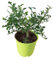 Árbol de Caviar Cítrico Natural Frutos Aromáticos y Hojas Perennes