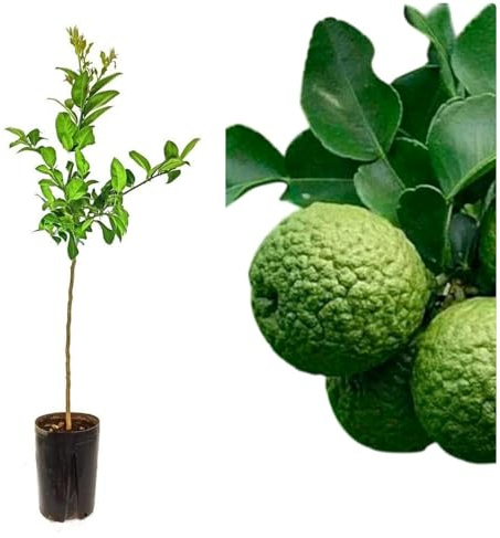 Planta Frutal citrico Lima Kaffir. Altura de 90-100 cm. Muy aromatico. Sus hojas muy usadas en cocina Tailandesa e Indonesia. Sus frutos rugosos ricos en aceites esenciales. Segura Garden.