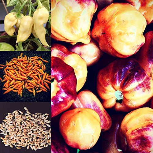 Chilisamen Mix (Starterpacket) 7 Arten a 10 Samen