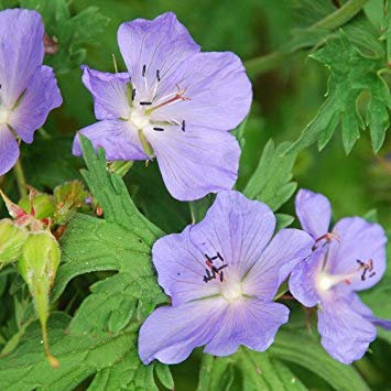 Potseed - Semillas de Geranio pratense
