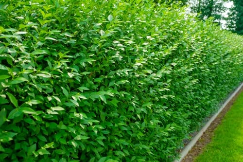 100st. Liguster ovalifolium 100-120cm reine Pflanzhöhe im Topf Ligustrum ovalifolium Heckenpflanzen Gartenpflanze