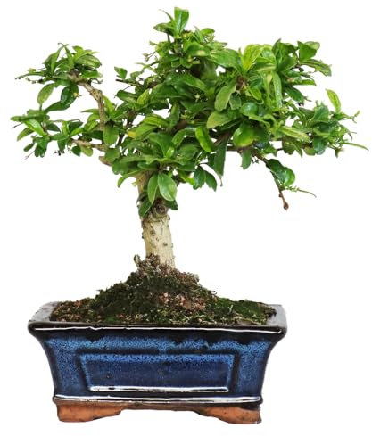 KENTIS - Bonsai Carmona - Bonsai Tè del Fukien Tè Coreano - Piante Vere da Appartamento - Pianta da Interni - H 20-30 cm Vaso Ø 15 cm