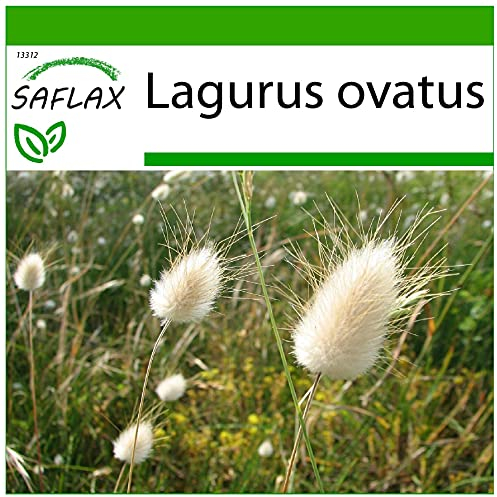 SAFLAX - Lágrimas de la Virgen - 100 semillas - Con sustrato estéril para cultivo - Lagurus ovatus
