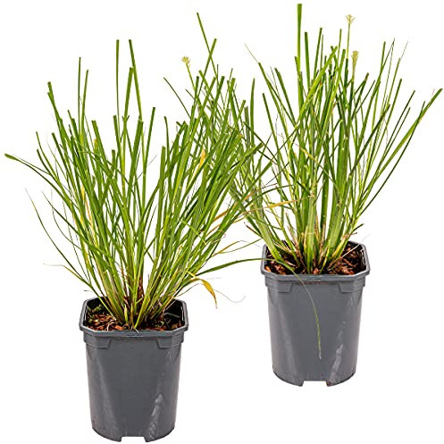 2 Pennisetum Hameln, erba della lampada, erba ornamentale, resistente all'inverno, dimensioni: 13 cm - 15-20 cm