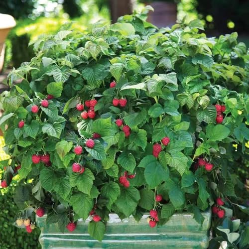 Himbeeren - seltene säulenobst obstpflanzen steingartenpflanzen obstbaum balkongewächshäuser obstsamen geschenke für obstbäume kaufen alte sorten zwergobstbäume 400Samen