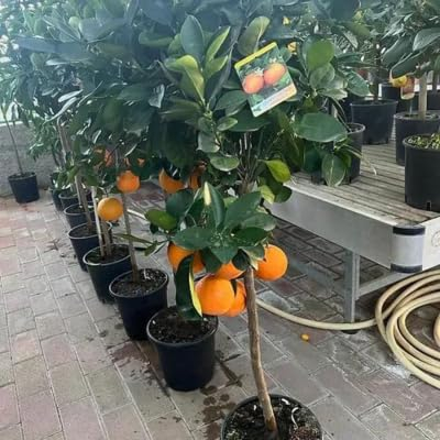 EURO PLANTS VIVAI Cítricos Naranja Valencia Árboles frutales Planta frutal en maceta 35 cm Altura 150-160 cm