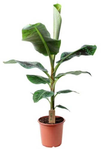 Plant in a Box - Musa 'Dwarf Cavendish' - Pianta da appartamento - Pianta di banano - Vaso 21cm - Altezza 90-100cm