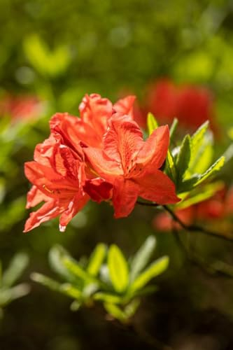 Rhododendron luteum 'Fanal' 30-40 cm – Winterhart, Mehrjährig, Pflegeleicht – Gelbe Azalee – Blühstrauch für Garten & Beet