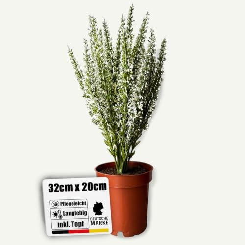 Botanic-Haus künstliche Erika in braunem Kunstofftopf (Creme-weiß) – Kunstpflanze für Ihre Herbstdeko – Heidekraut 32 cm – künstliche Pflanzen Outdoor wetterfest für Balkon & geschützten Außenbereich