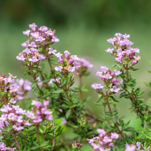 Semillas de tomillo - semillas de silvestres aptas para las abejas cobertura del suelo resistentes al aire libre tomillo, raras otoño resistentes 200pcs