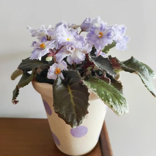 semi veri di violetta africana decorazione autunnale, esotiche resistenti di violetta africana, balcone, 150pcs