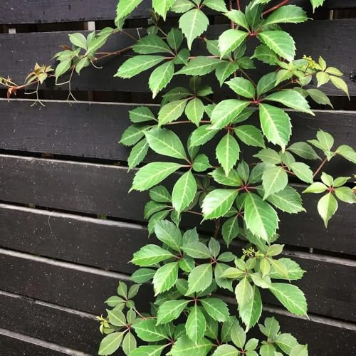 wilder wein, jungfernrebe - schnellwachsende kletterpflanzen seltene balkonpflanzen grünpflanzen zimmerpflanzen kräutergarten balkon exotische winterharte garten minigarten winterharte 550samen