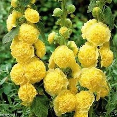 Rose Trémière Jaune Doré À Grandes Fleurs Jaunes Entièrement Doubles