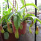 200 Pz Nepenthes Semi Giardino Balcone Patio Bonsai In Vaso Piante Carnivore Semi per Piantare Giardino Semi di Nepente