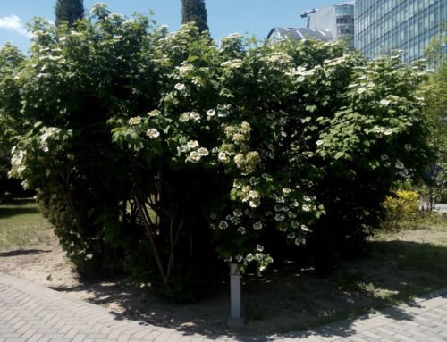 Semi-europea Cranberry Bush Viburnum Opulus Arbusto ornamentali, 25 Pz