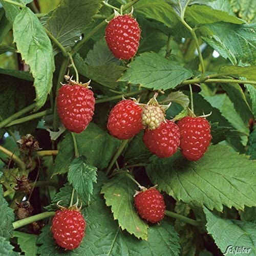 GARTEN SCHLÜTER® Himbeere 'Schöneman'