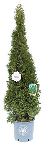 Vannucci Piante - Thuja occidentalis Smaragd, Tuia, Pianta vera in vaso, Conifera, Pianta da terrazzo