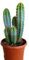 Planta natural Cactus Pilosocereus Azureus, 20-30 cm. Cactus azul. Cactus columnar con todo azulado y espinas doradas, ideal para sol. Segura Garden.