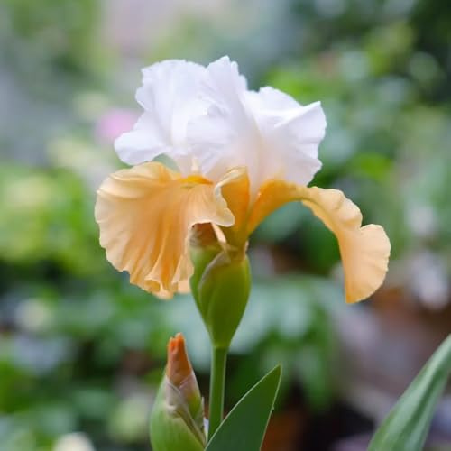 Bulbos de iris, comprar bulbos de regalos de jardin del balcon bulbos de perennes para decorar el balcón 3pcs