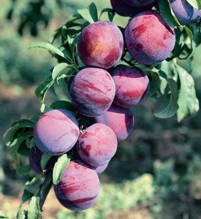 Japanese Burbank Plum Tree, Bare Root Live Fruit Tree