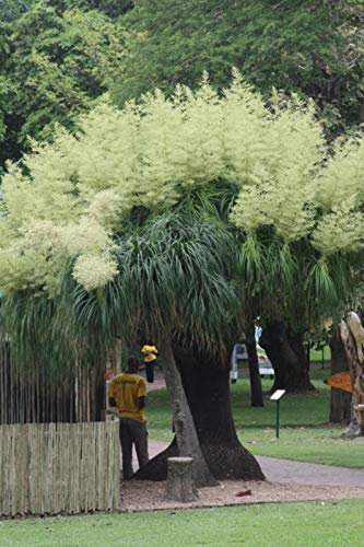 Portal Cool Beaucarnea Gracilis 20 Semi