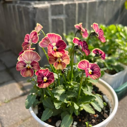 viola cornuta, semi di viola cornuta balcone insoliti rampicanti, giardino roccioso semi di per balcone resistenti esterno in vaso 100semi