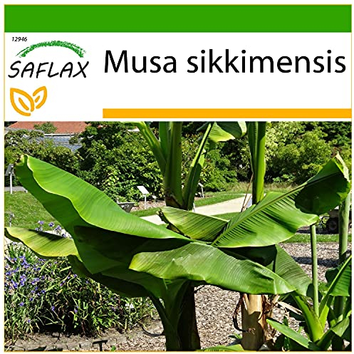 SAFLAX - Darjeeling Banana - 5 Seeds - with Soil - Musa sikkimensis