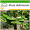 SAFLAX - Banana di Darjeeling - 5 semi - Con substrato - Musa sikkimensis