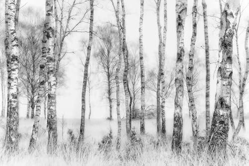 MIWEI Wallpaper Papier Peint Panoramique Forêt D'Arbres Noir Et Blanc Papier Peint 3D Intissé Tapisserie Poster Chambre Salon Decoration Murale 380x255cm -Z2145