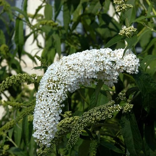 Sommerflieder Butterfly Tower White 40-60cm - Buddleja