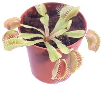 eGarden.store - Pianta vera di Dionaea Muscipula diverse grandezze - Pianta Carnivora Mangia Insetti ornamentale facile da coltivare in casa o ufficio (Vaso 5 cm)
