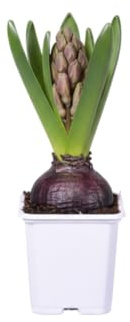 Bulbo Natural DECOALIVE Jacinto Flores de Colores Vivos y Aroma Dulce que Transforman tu Espacio