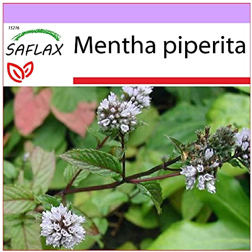 SAFLAX - Peppermint - 300 Seeds - Mentha piperita