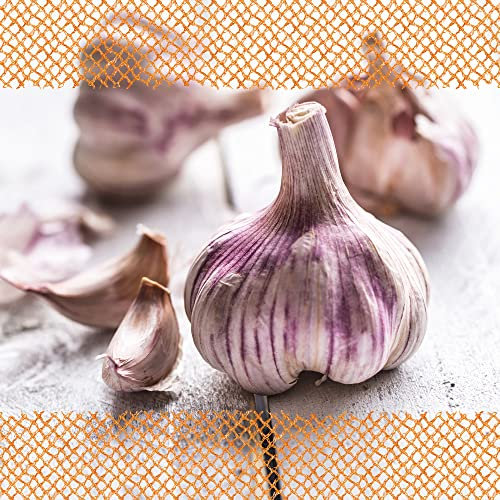 FLORTUS – Winterpflanzknoblauch XXL Germidour 3 Knollen zertifiziertes Pflanzgut, keine Samen – Knollengröße 50 - 60 mm – winterhart, würziger Knoblauch aus Südfrankreich