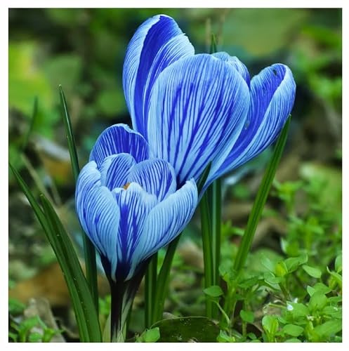 Großes Set Krokus Krokusse Mix 10 50 100 500 Stk. Blumenzwiebeln Zwiebeln Blütenfarben weiß, gelb, violett, gestreift Winterhart Mehrjährig (Gestreift Blau- 50 Stk.)