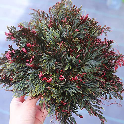 bulbi di rosa di Gerico - da balcone decorazione rare giardino roccioso resistenti 6pcs