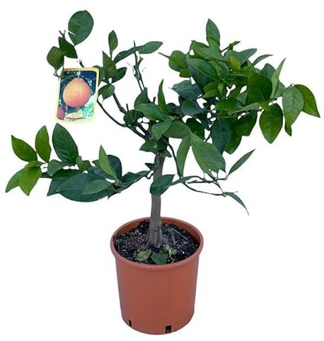 Arancio Tarocco Ø20. Garden Talamonti.
