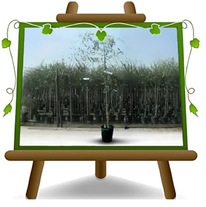 EURO PLANTS VIVAI Olivo Leccino Pianta da Frutto età 2 anni