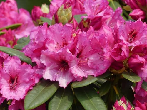 Rhododendron Hybride Ilka - Grossblumige Alpenrose 30-40 cm