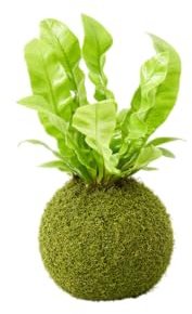 Kokedama Helecho Asplenium Nido de Ave Planta Natural Viva DECOALIVE