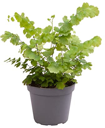 Adiantum Natural la Planta que Aporta Frescura y Elegancia a tu Hogar