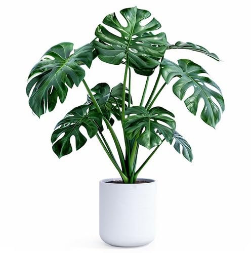 50 graines de plantes Monstera vertes