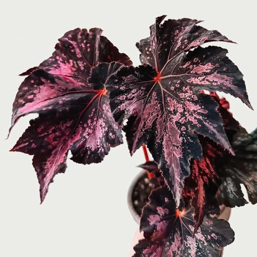 begonia, begonie - decorazione organica per balcone giardino di interno giardino, balcone ornamentali per zone soleggiate 75semi