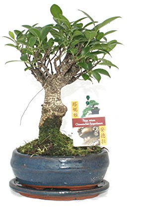 Exotenherz - Bonsai Chinesischer Feigenbaum - Ficus retusa - ca. 6 Jahre - Kugelform