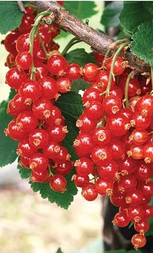 3-4 Tall Red Lake Currant Plant dormant Well Rooted Starter Plant