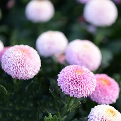 2 piezas bulbos de dalia - bulbos de tempranas jardín la decoración del balcón, jardín resistentes, bonsais interior