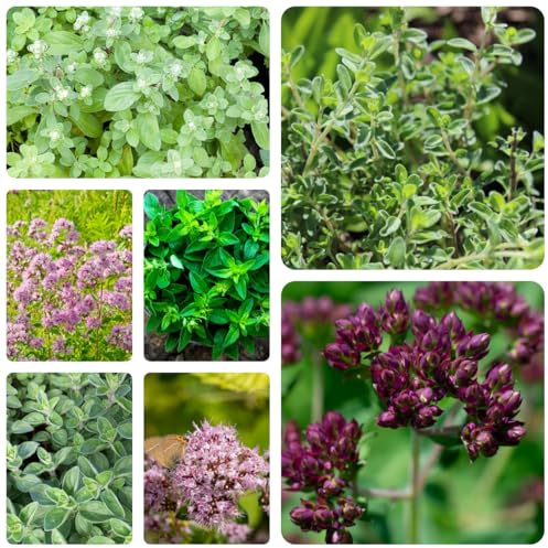 semillas de mejorana perenne - exóticas, balcón jardín 300pcs