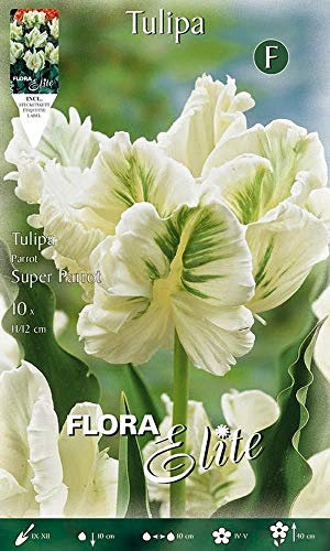 Portal Cool Super Pack Of 10 Bulbi Bulbi Bulbes bulbi Autunno Tulipano pappagallo